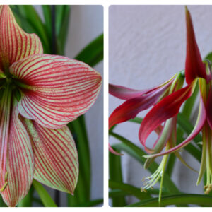 Alternative view of Hippeastrum hybrids MIX - 10 bulb about 2-3cm in Diameter MIX Seedlings