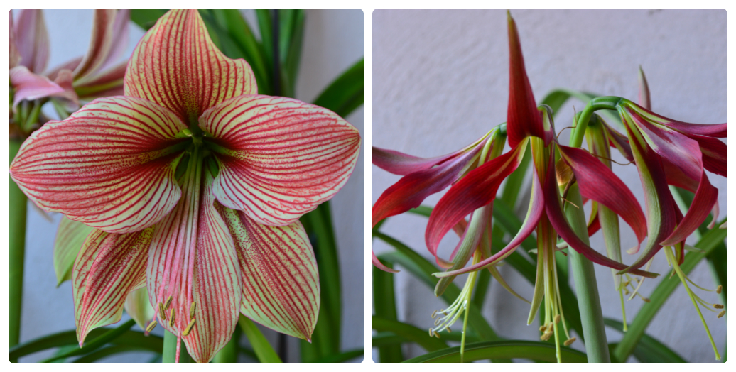 Hippeastrum hybrids MIX - 10 bulb about 2-3cm in Diameter MIX Seedlings - Image 2