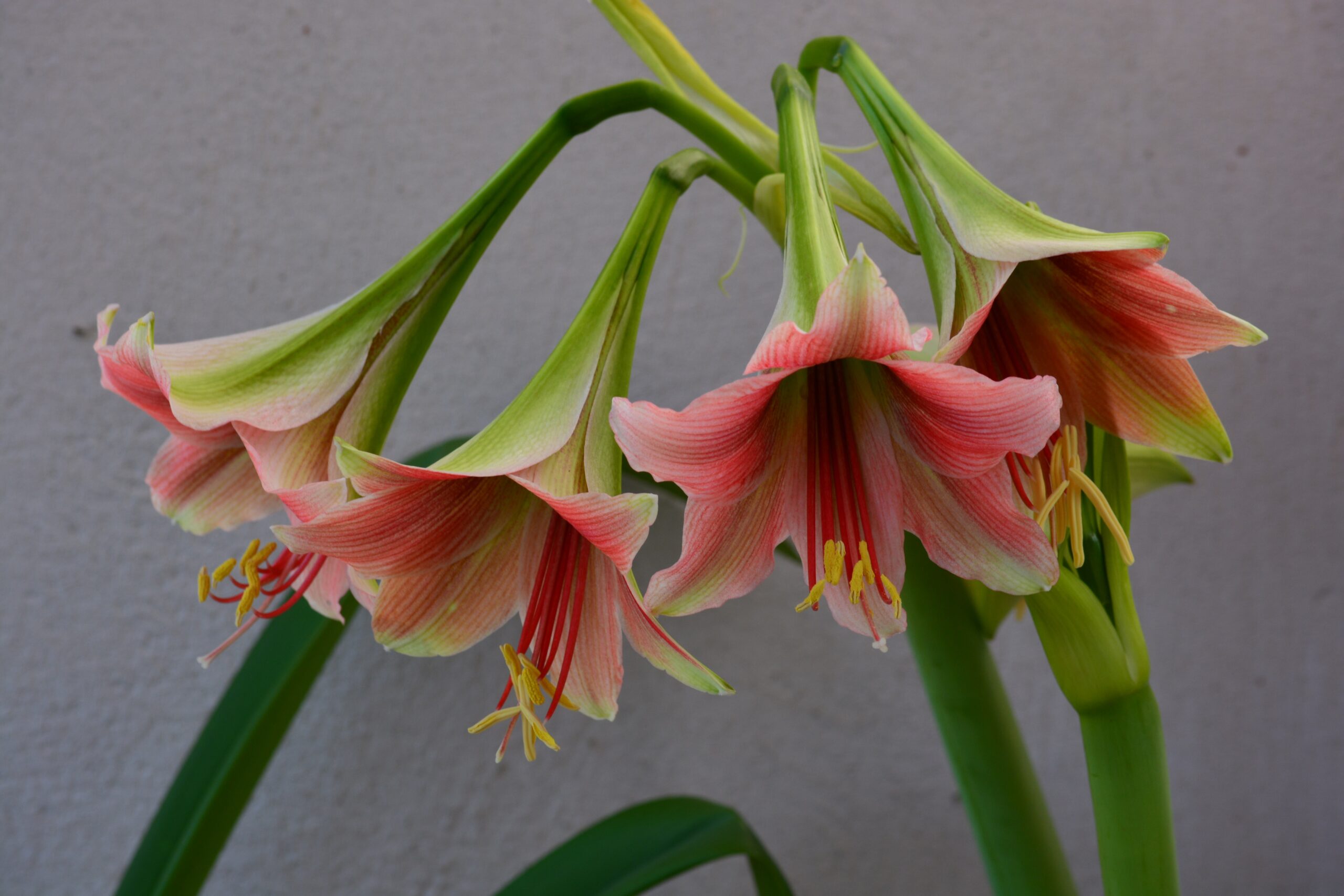 Hippeastrum hybrids MIX - 10 bulb about 2-3cm in Diameter MIX Seedlings - Image 8