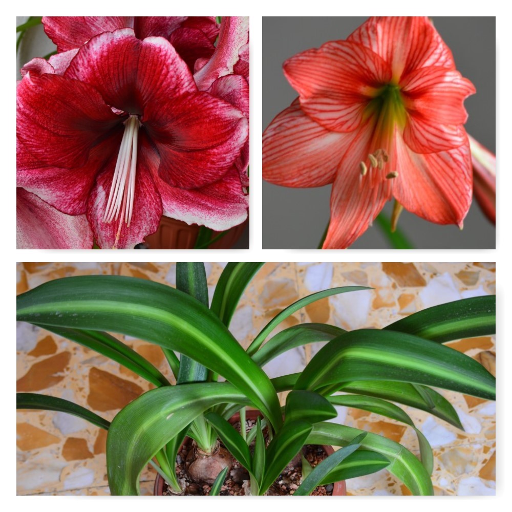 Hippeastrum hybrids MIX - 10 bulb about 2-3cm in Diameter MIX Seedlings - Image 7