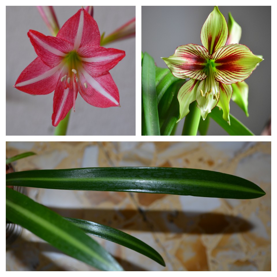 Hippeastrum hybrids MIX - 10 bulb about 2-3cm in Diameter MIX Seedlings - Image 6