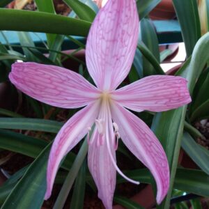 Alternative view of Hippeastrum eusarcops reticulata x papilio 1 bulb about 2cm in diameter + offset.