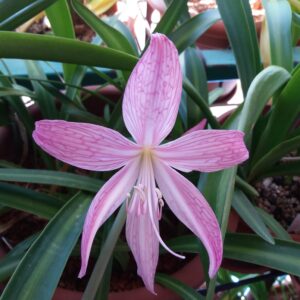Hippeastrum eusarcops reticulata x papilio 1 bulb about 2cm in diameter + offset.