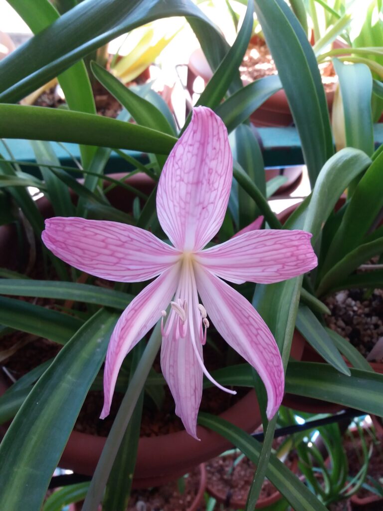 Hippeastrum eusarcops reticulata x papilio 1 bulb about 2cm in diameter + offset.