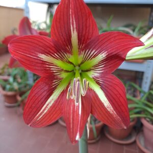 Hippeastrum Tropicana - 1 bulb.
