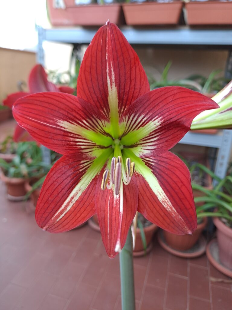 Hippeastrum Tropicana - 1 bulb.