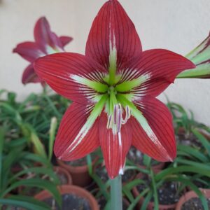 Alternative view of Hippeastrum Tropicana - 1 bulb.