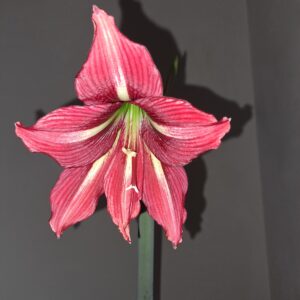 Alternative view of Hippeastrum Papilio hyb. - 1 bulb.