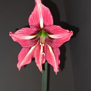 Hippeastrum Papilio hyb. - 1 bulb.