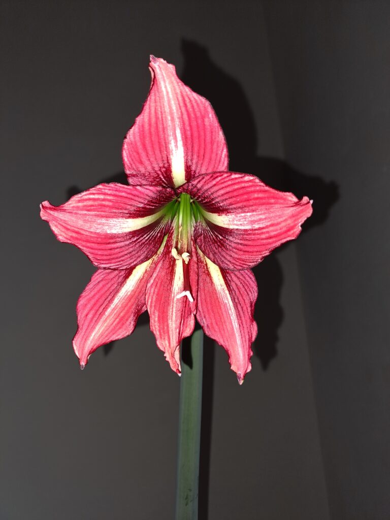 Hippeastrum Papilio hyb. - 1 bulb.