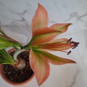 Hippeastrum Calyptratum Hybrid N5 - 1 bulb.