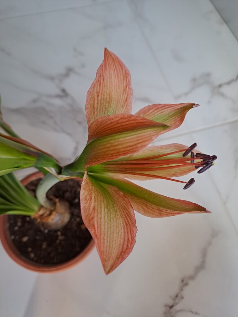 Hippeastrum Calyptratum Hybrid N5 - 1 bulb.