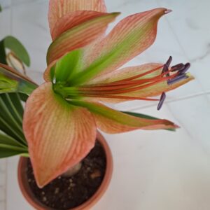 Alternative view of Hippeastrum Calyptratum Hybrid N5 - 1 bulb.