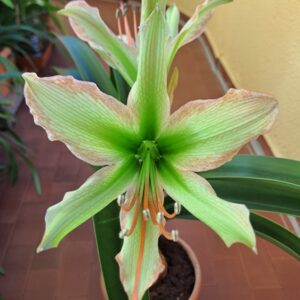 Alternative view of Hippeastrum Calyptratum Hybrid N2 - 1 bulb.