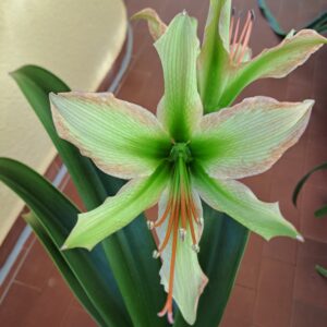 Hippeastrum Calyptratum Hybrid N2 - 1 bulb.