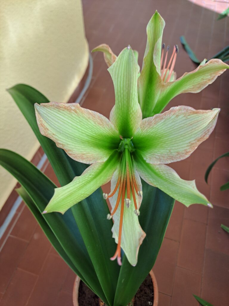 Hippeastrum Calyptratum Hybrid N2 - 1 bulb.
