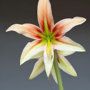 Hippeastrum bukasovii hyb - 1 bulb.