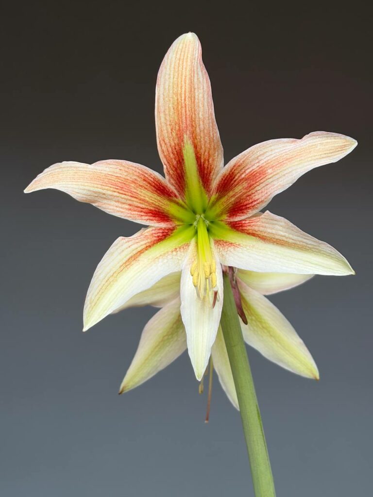 Hippeastrum bukasovii hyb - 1 bulb.