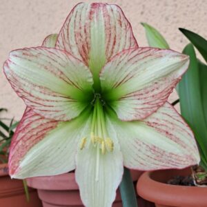 Alternative view of Hippeastrum Forest Sunset - 1 bulb.