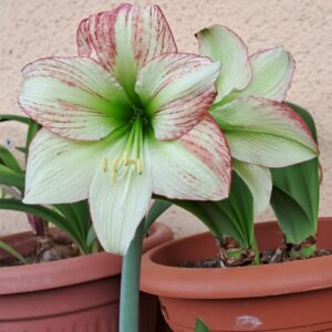 Hippeastrum Forest Sunset - 1 bulb.