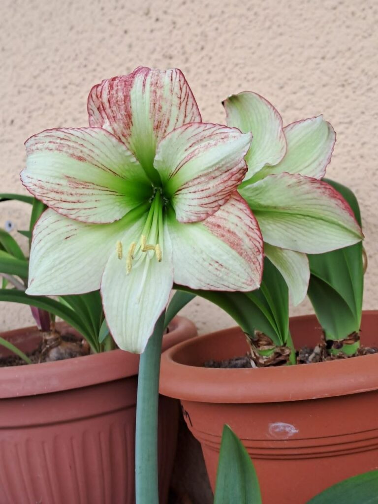 Hippeastrum Forest Sunset - 1 bulb.