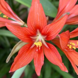 Alternative view of Hippeastrum SantaCatarina 1 bulb, 3,8cm in diam. +2 OFFSETS. Rare.