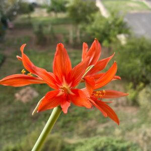 Hippeastrum SantaCatarina 1 bulb, 1,5 cm in diameter. Rare.