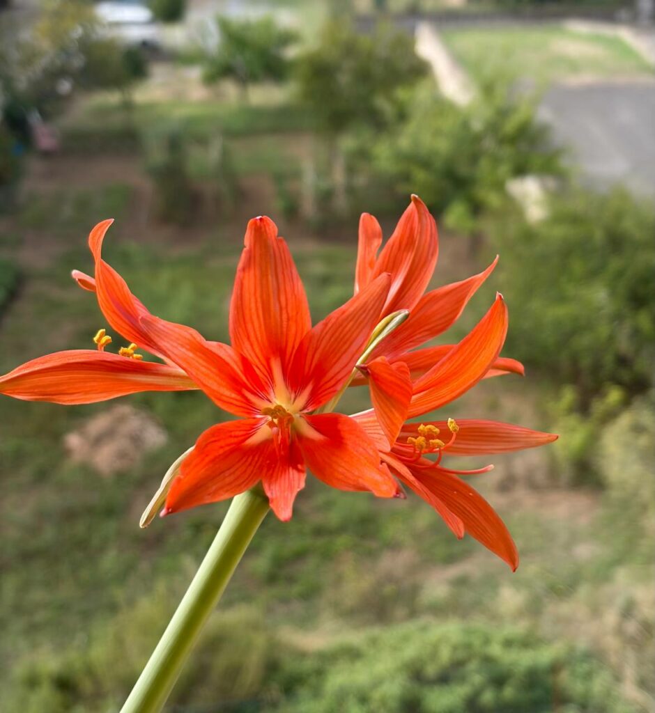 Hippeastrum SantaCatarina 1 bulb, 1,5 cm in diameter. Rare.