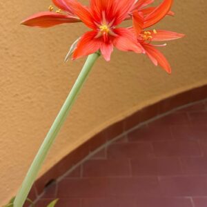 Alternative view of Hippeastrum SantaCatarina 1 bulb, 1,5 cm in diameter. Rare.