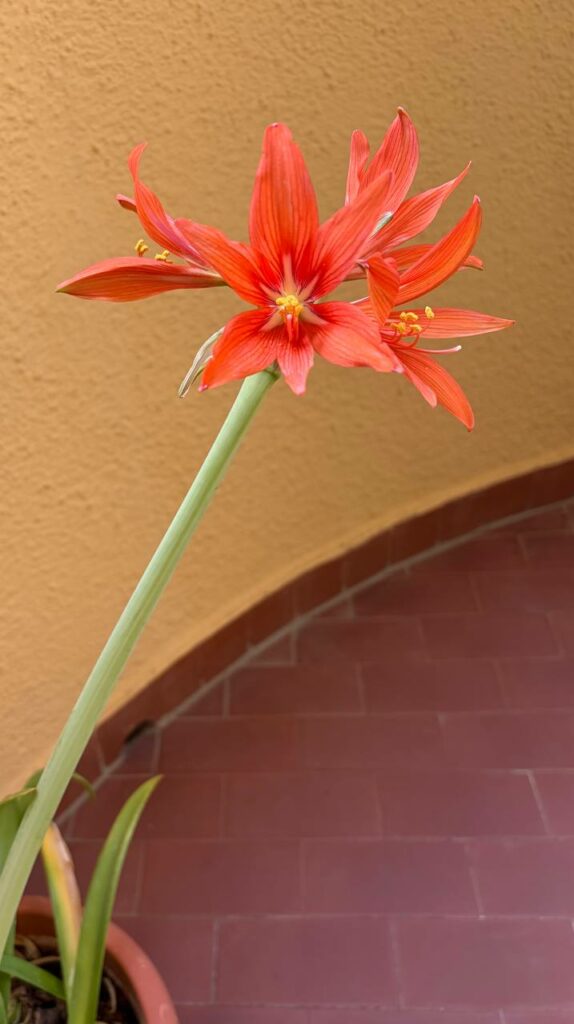 Hippeastrum SantaCatarina 1 bulb, 3,8cm in diam. +2 OFFSETS. Rare.