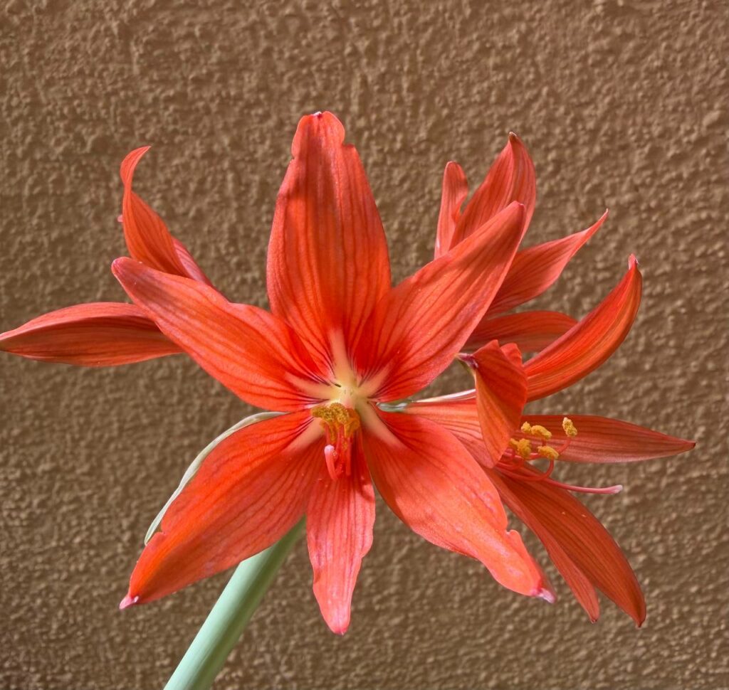 Hippeastrum SantaCatarina 1 bulb, 2,7cm in diameter. Rare.