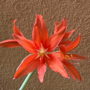 Hippeastrum SantaCatarina 1 bulb, 2,7cm in diameter. Rare.