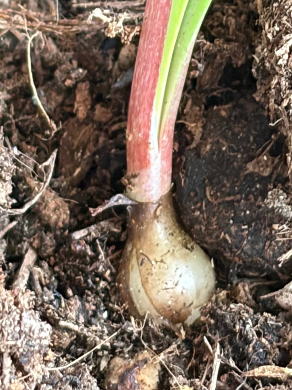 Hippeastrum leucopardinum 1 bulb. - Image 6