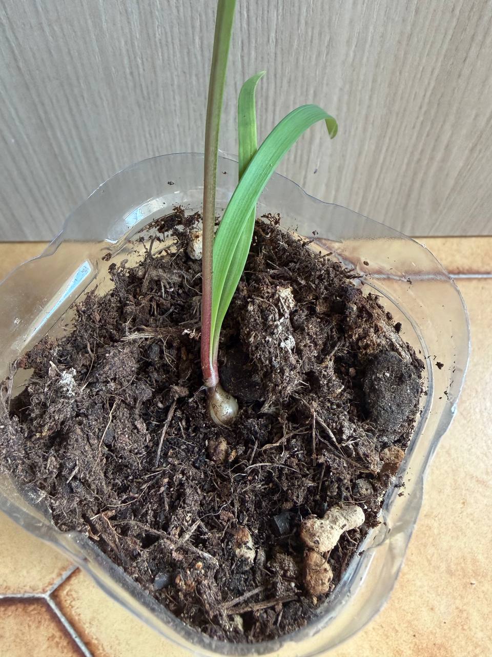Hippeastrum leucopardinum 1 bulb. - Image 7