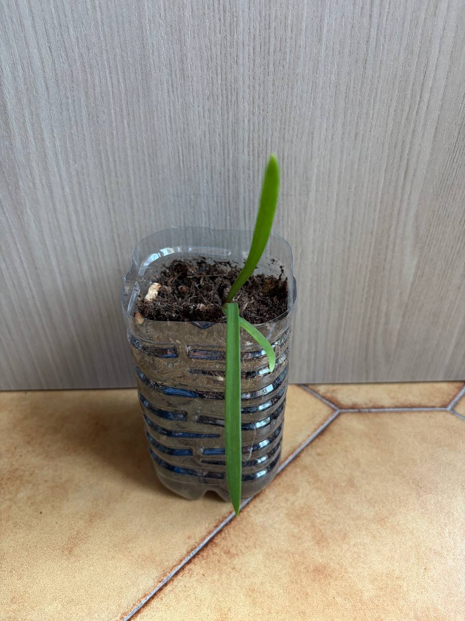 Hippeastrum leucopardinum 1 bulb. - Image 8