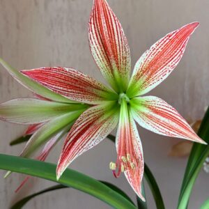 Alternative view of Hippeastrum lapacense 1 bulb.