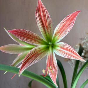 Hippeastrum lapacense 1 bulb.