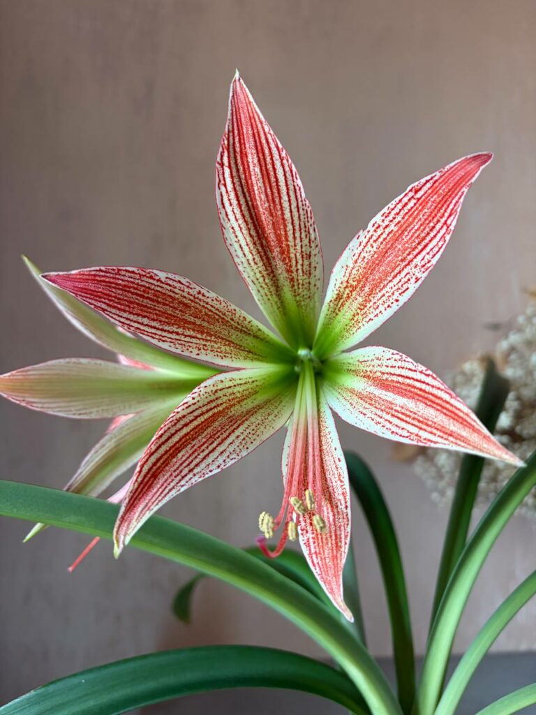 Hippeastrum lapacense 1 bulb.