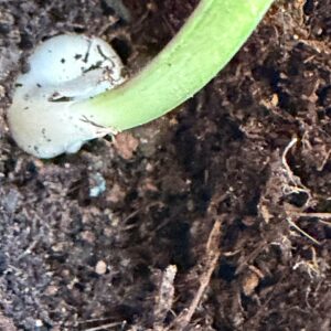 Alternative view of hippeastrum paquichanum 1 bulb.