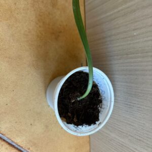 hippeastrum paquichanum 1 bulb.
