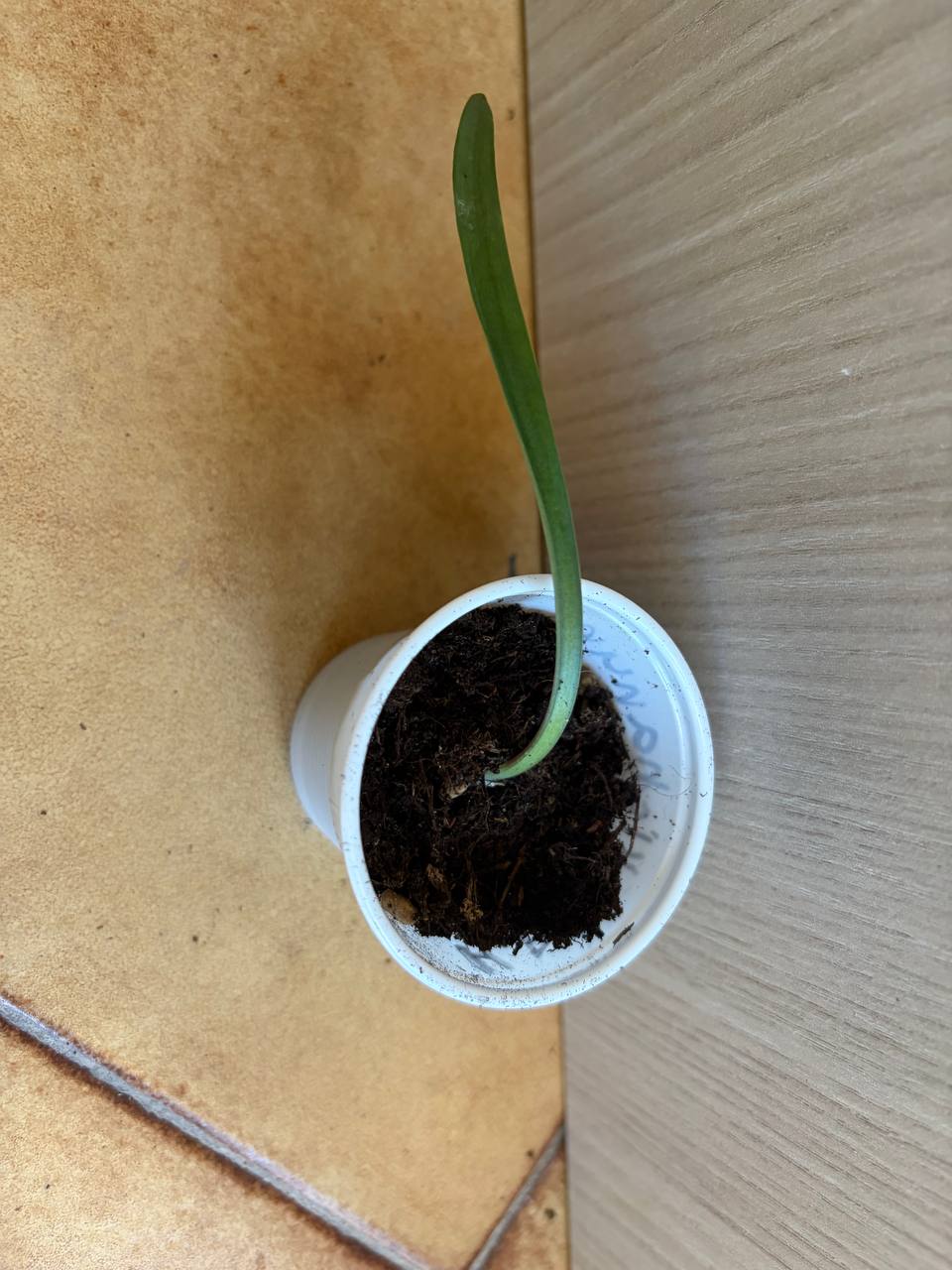 hippeastrum paquichanum 1 bulb.