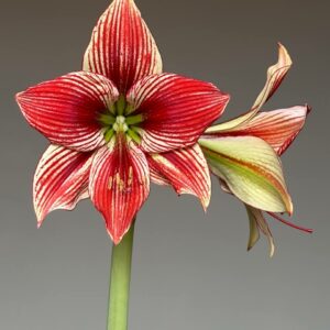 Hippeastrum LPn1  - 1 bulb.