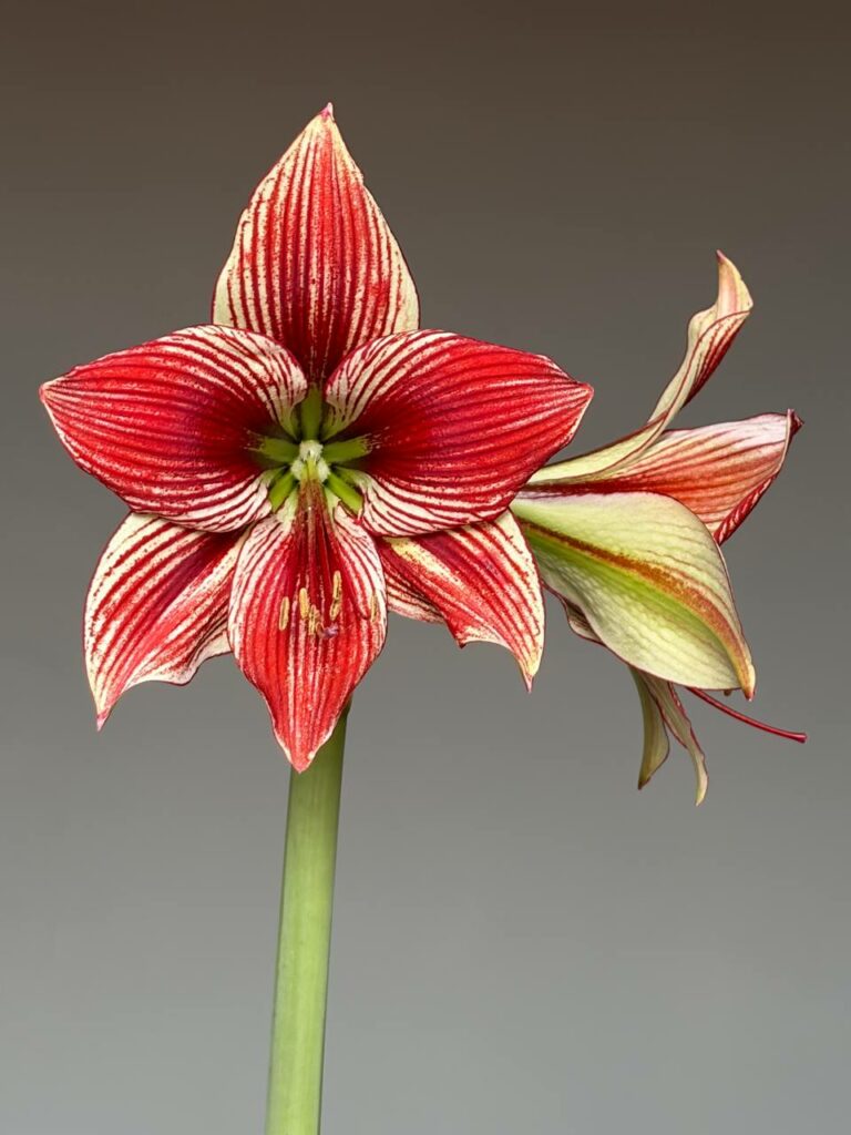 Hippeastrum LPn1  - 1 bulb.