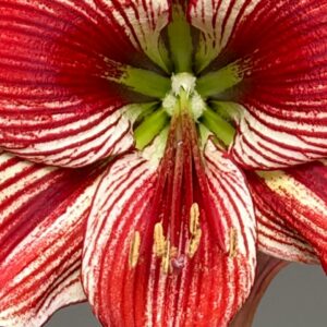 Alternative view of Hippeastrum LPn1  - 1 bulb.