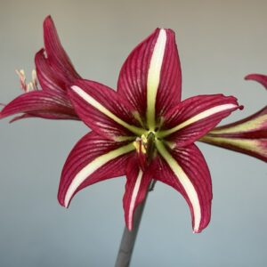 Hippeastrum  papilio hyb x S1828I-1  - Variegated 5 seeds.