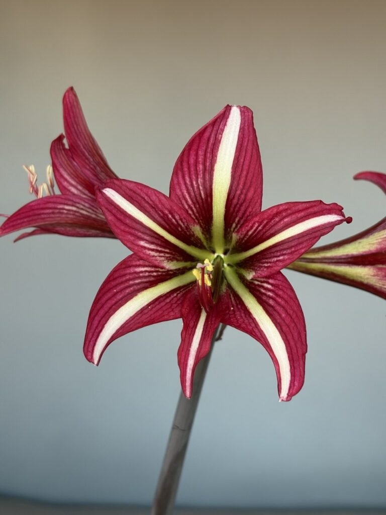 Hippeastrum  papilio hyb x S1828I-1  - Variegated 5 seeds.