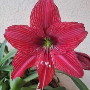 Alternative view of Hippeastrum AARL-1 - 1 bulb. Variegated.