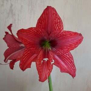 Hippeastrum AARL-1 - 1 bulb. Variegated.