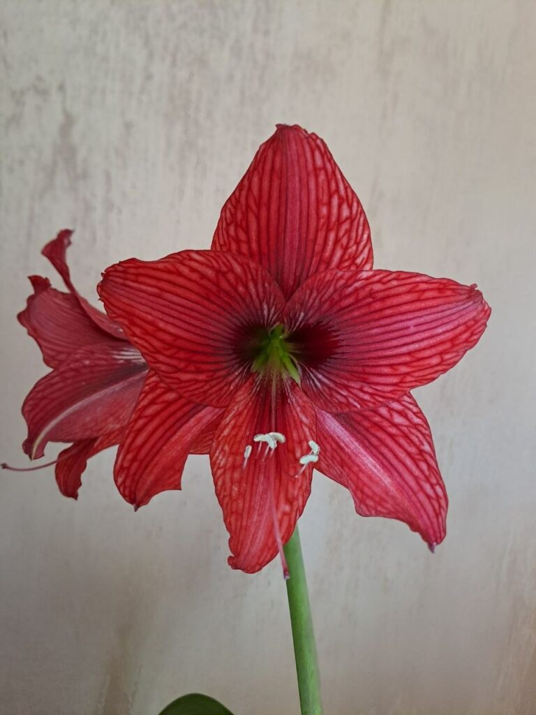 Hippeastrum AARL-1 - 1 bulb. Variegated.