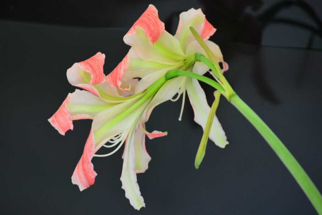 Hippeastrum Rose Twist x Harushigure - 1 bulb about 2cm.